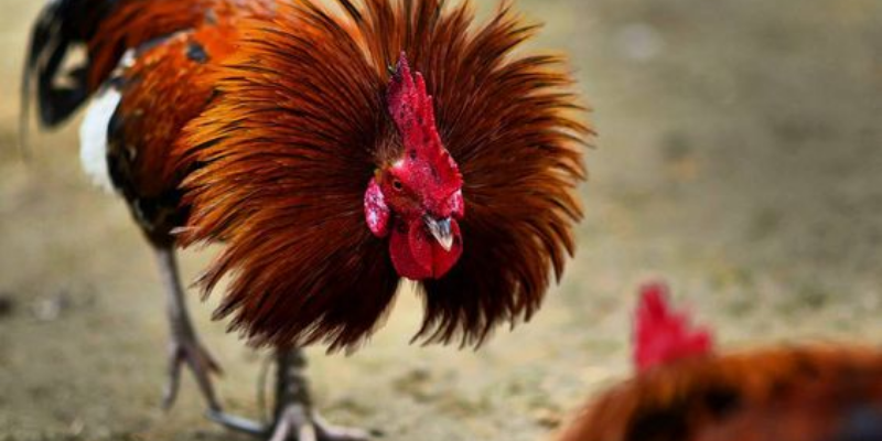 Loại hình đá gà online uy tín tại nhà cái Jun88 6 Loại hình đá gà và cách đánh giá kết quả