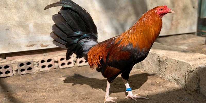 Dòng Gà Hatch - Giống Gà Đá Thiện Chiến Nhất Hiện Nay 5 Dòng gà hatch