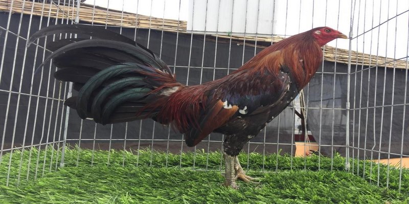 Dòng Gà Hatch - Giống Gà Đá Thiện Chiến Nhất Hiện Nay 4 Dòng gà hatch