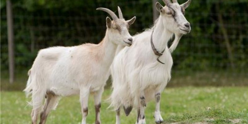 Cùng Jun88 đi tìm câu trả lời cho giấc mơ thấy dê 4 mo thay de1