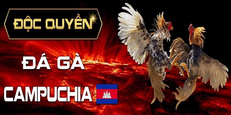 Sang Campuchia Đá Gà Có Nguy Hiểm Như Lời Đồn Hay Không? 5 Sang Campuchia đá gà