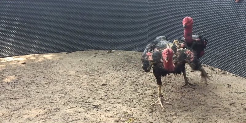 Xem Video Đá Gà Chọi Mới Nhất Giúp Ích Gì Cho Cược Thủ? 5 video đá gà chọi mới nhất